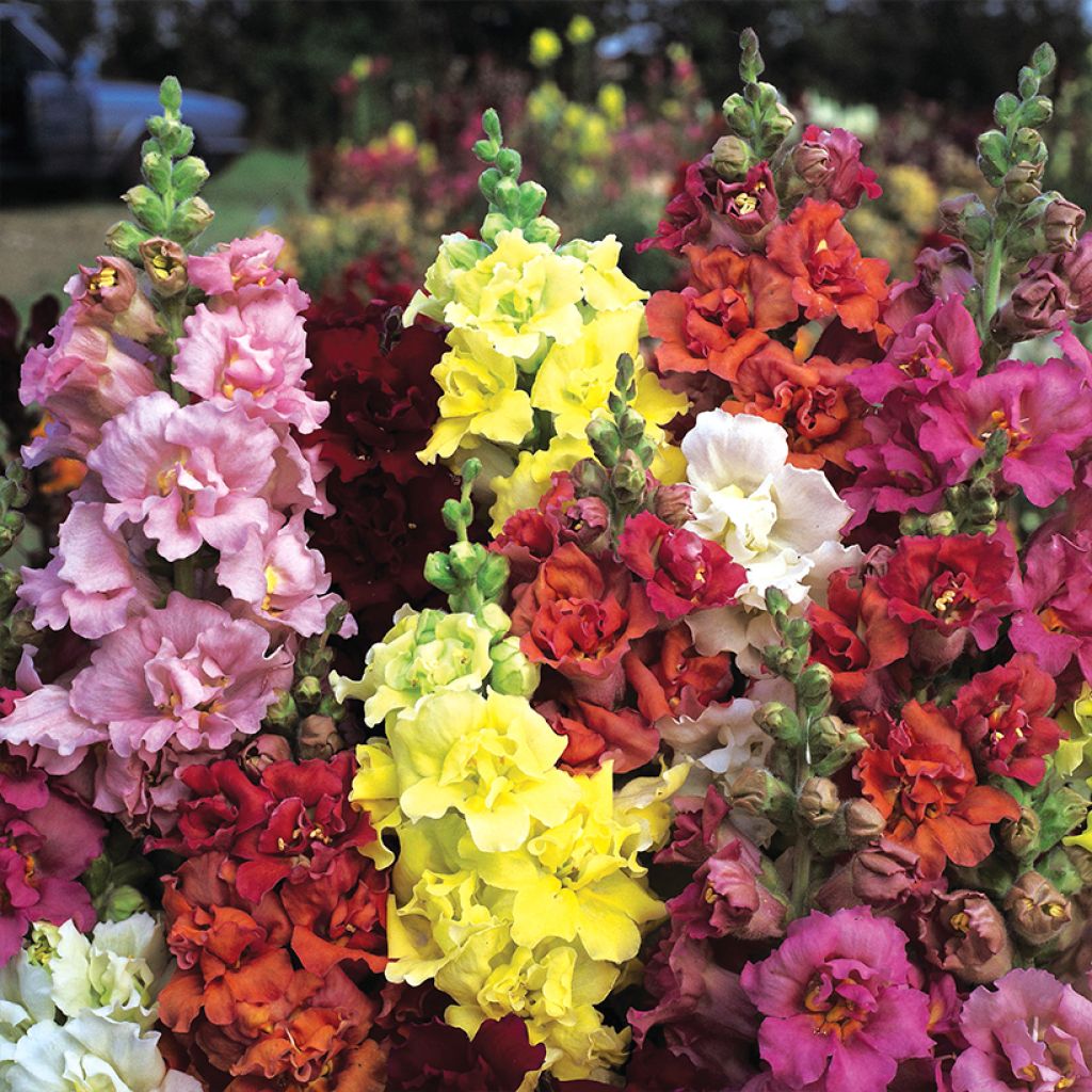 Löwenmäulchen Double Madame Butterfly Mixed (Samen) - Antirrhinum