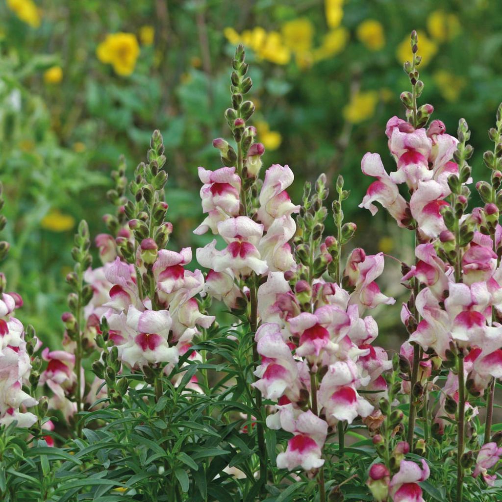 Löwenmäulchen Lucky Lips (Samen) - Antirrhinum