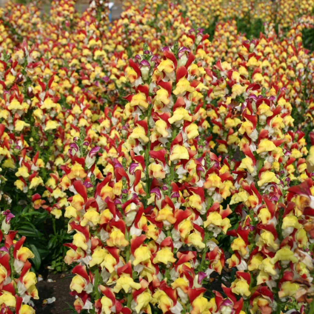 Löwenmäulchen Mango Twist (Samen) - Antirrhinum majus