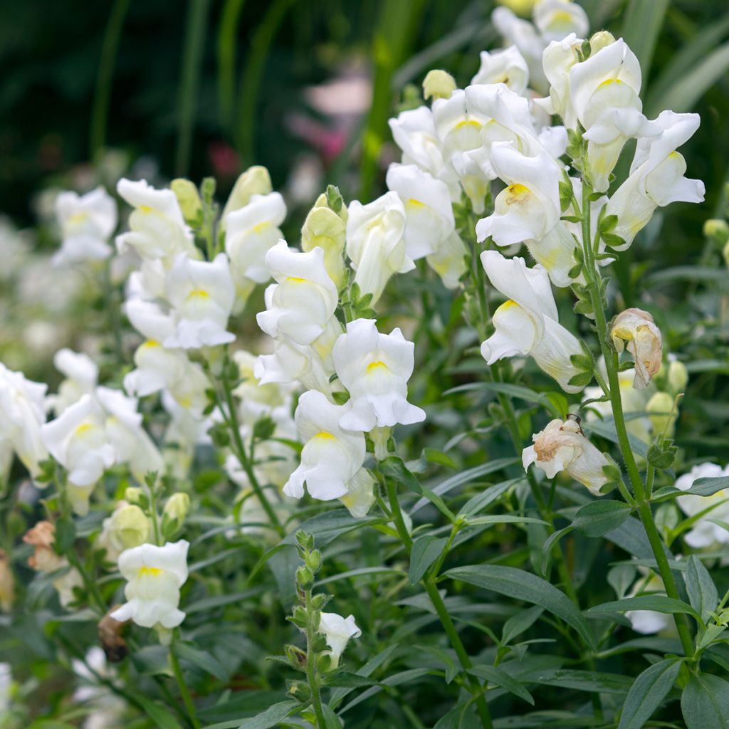 Löwenmäulchen Royal Bride (Samen) - Antirrhinum