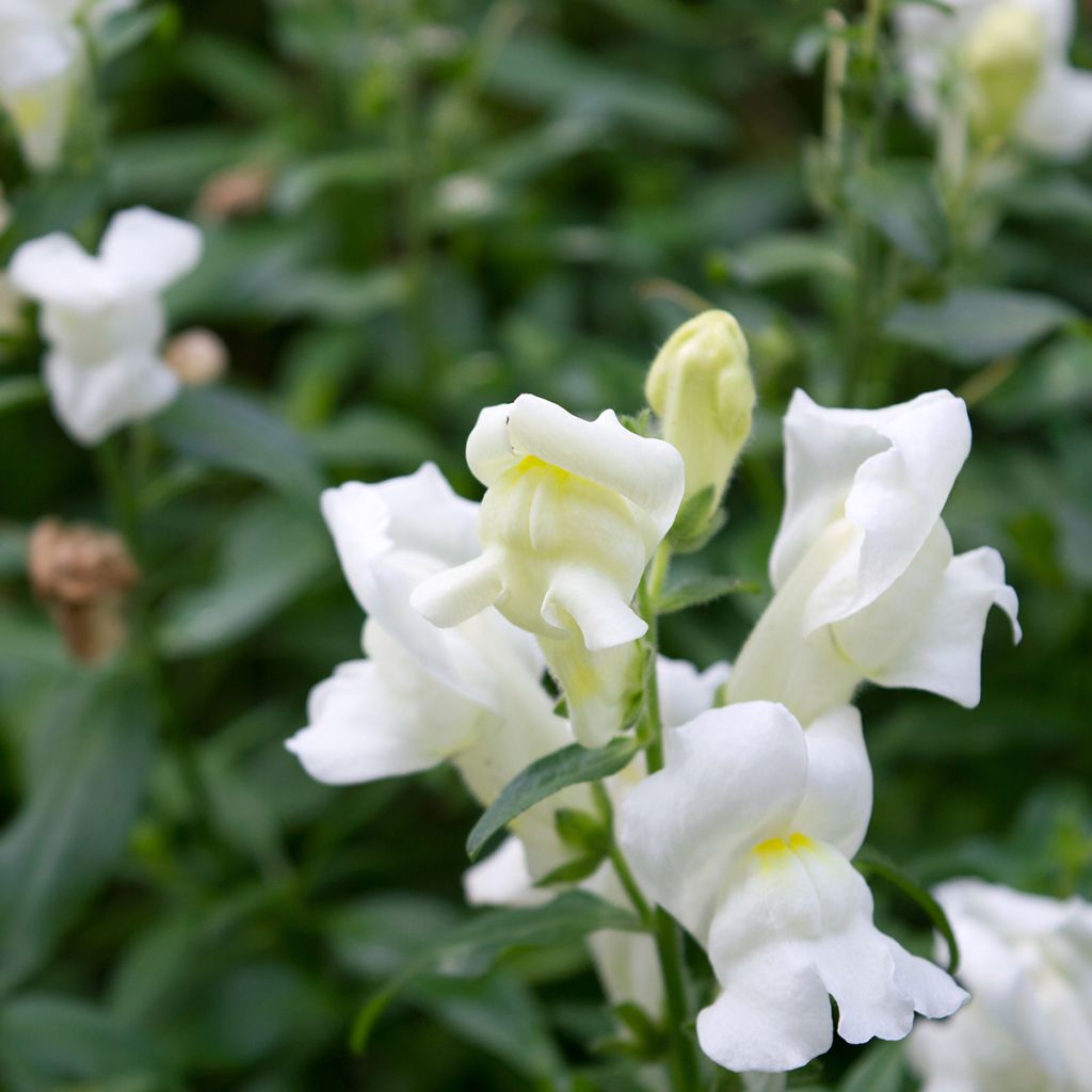 Löwenmäulchen Royal Bride (Samen) - Antirrhinum