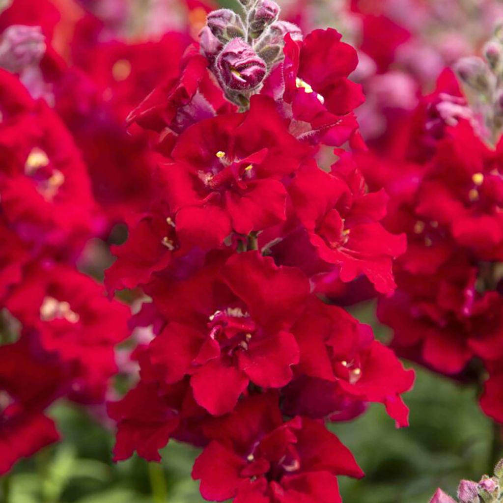 Löwenmäulchen Sweet Duet Deep Red (Samen) - Antirrhinum