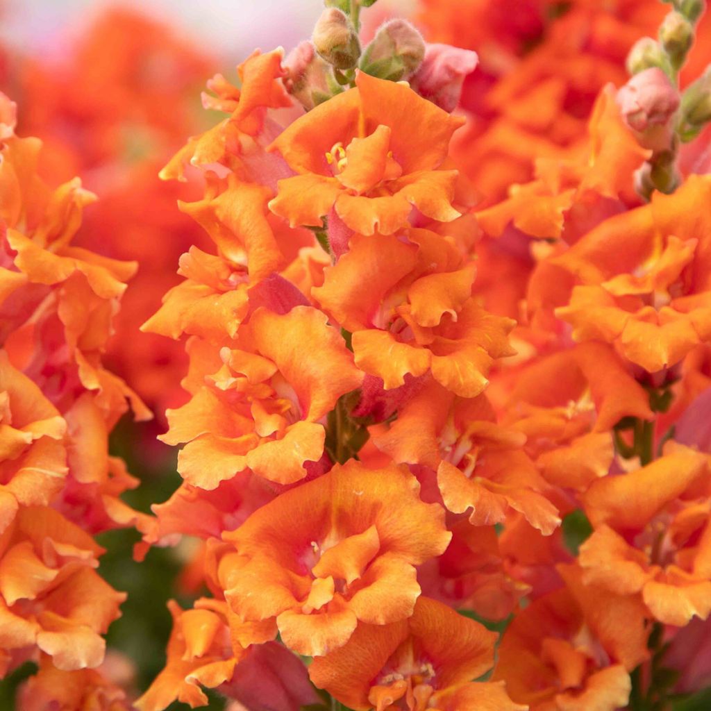 Löwenmäulchen Sweet Duet Peach (Samen) - Antirrhinum