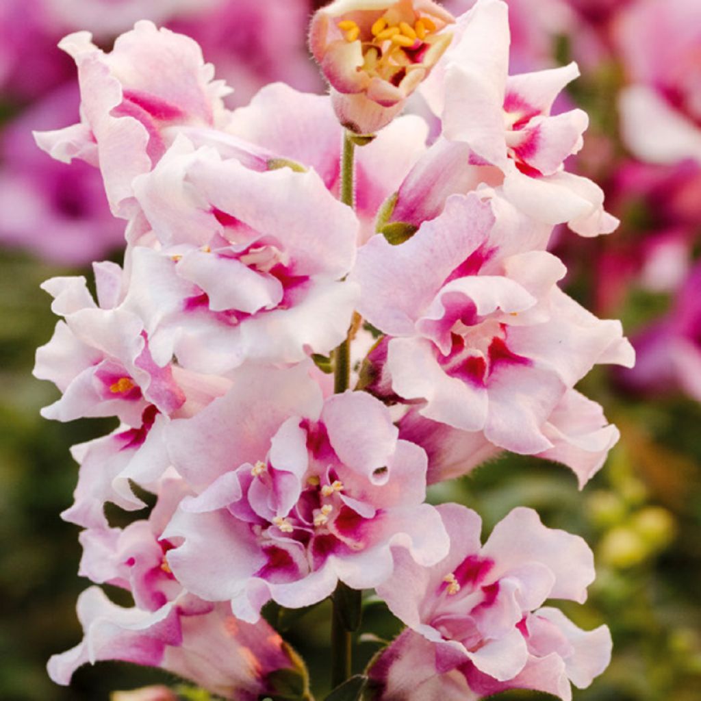 Löwenmäulchen Twinny Orchid F1 (Samen) - Antirrhinum