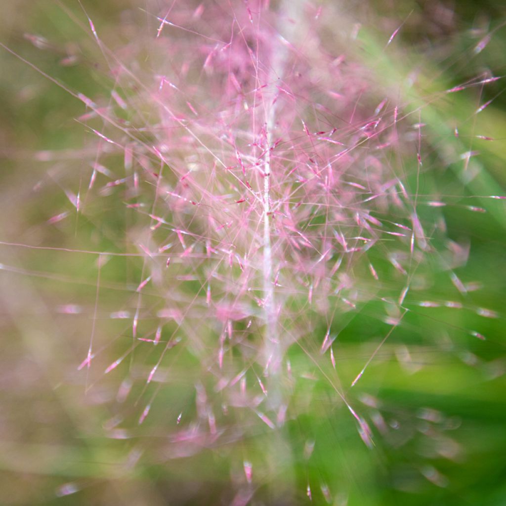 Muhlenbergia capillaris Ruby - Rosa Haargras