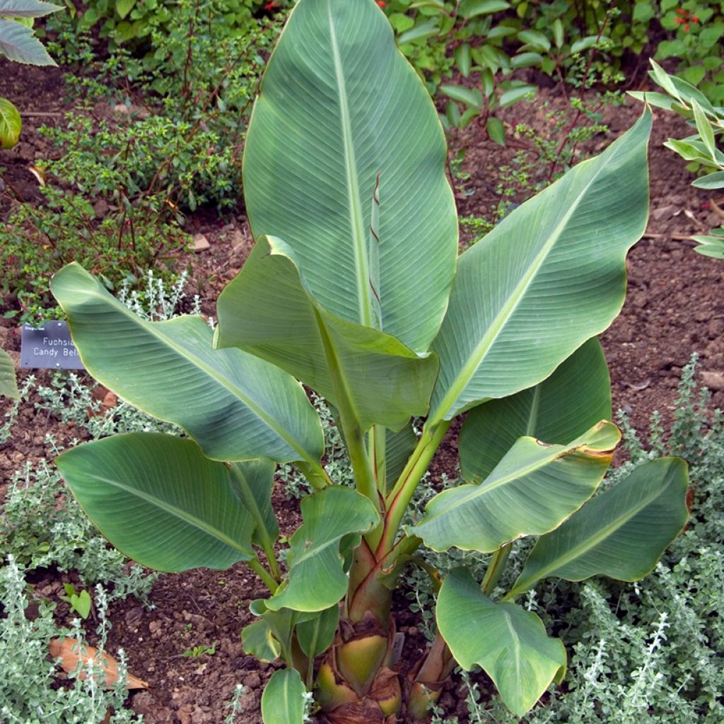 Musella lasiocarpa (Samen) - Goldene Lotus Banane