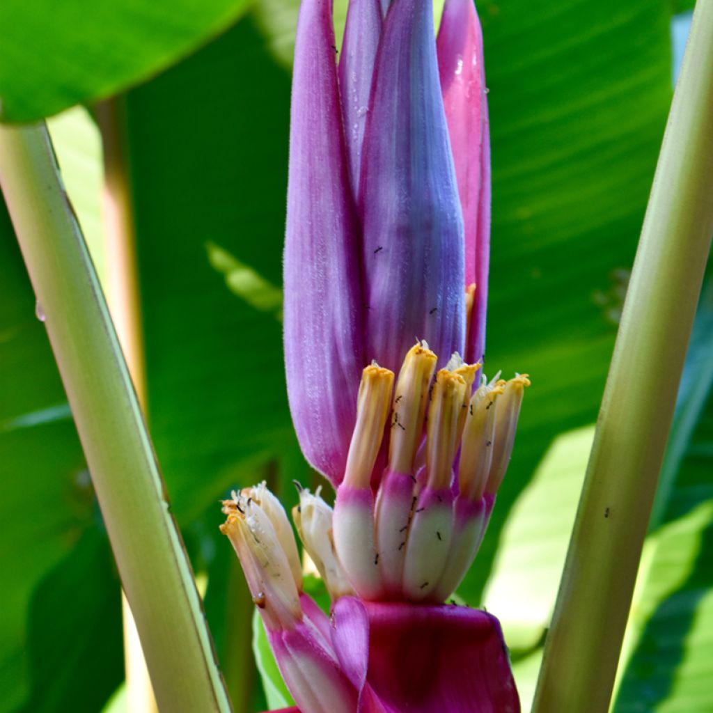 Musa velutina (Samen) - Rosa Zwergbanane