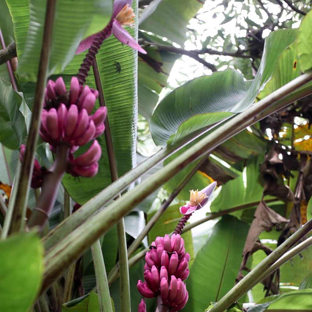 Musa velutina (Samen) - Rosa Zwergbanane