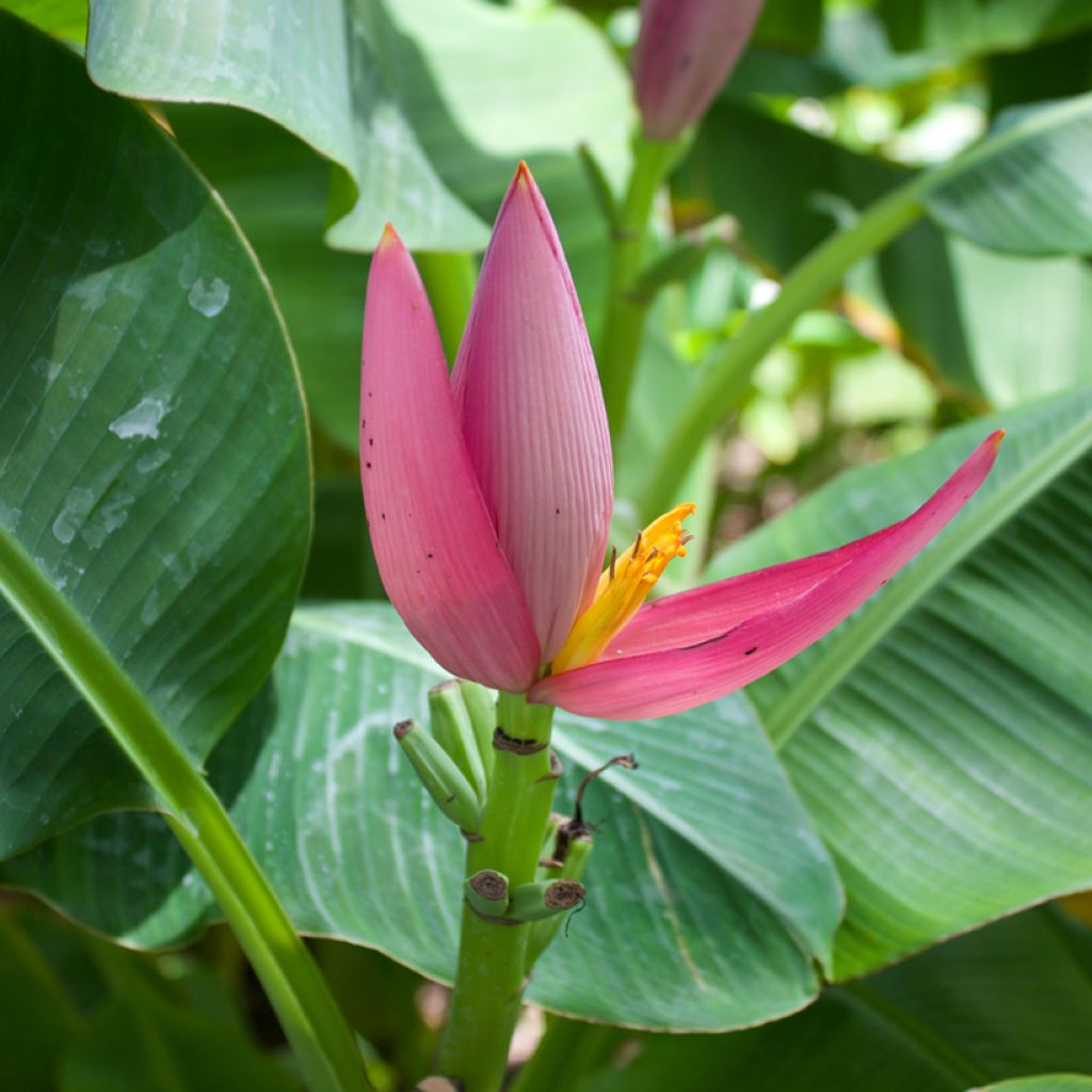 Musa velutina (Samen) - Rosa Zwergbanane