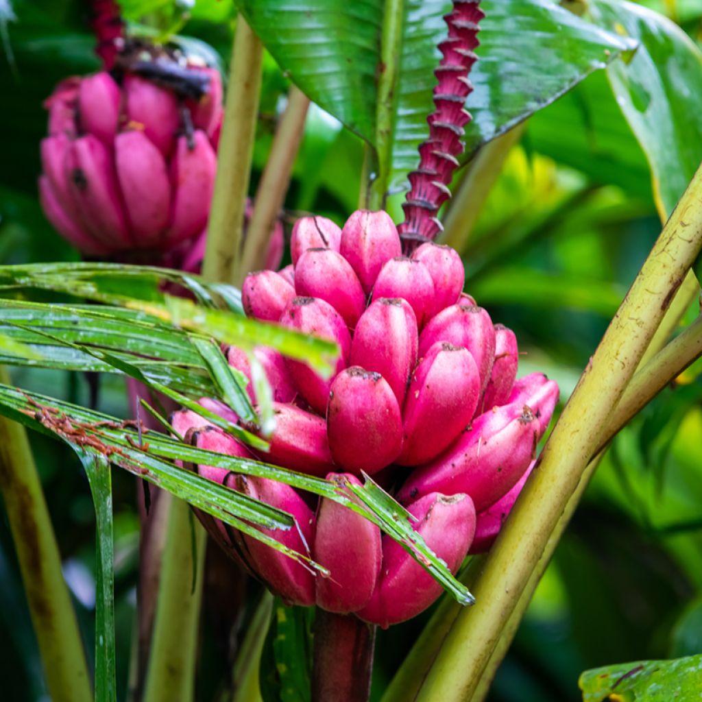 Musa velutina (Samen) - Rosa Zwergbanane