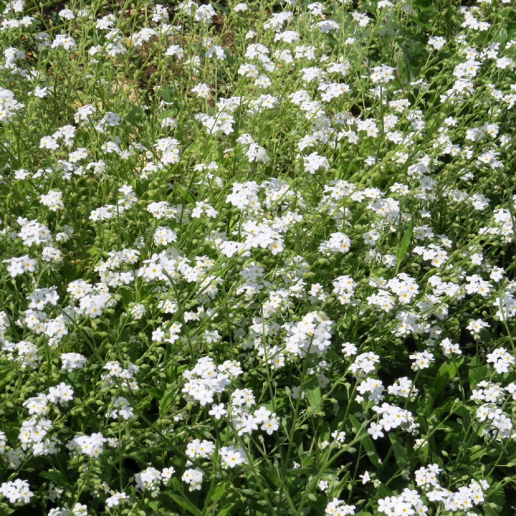 Weißer Alpen-vergissmeinnichtdes (Samen) - Myosotis alpestris