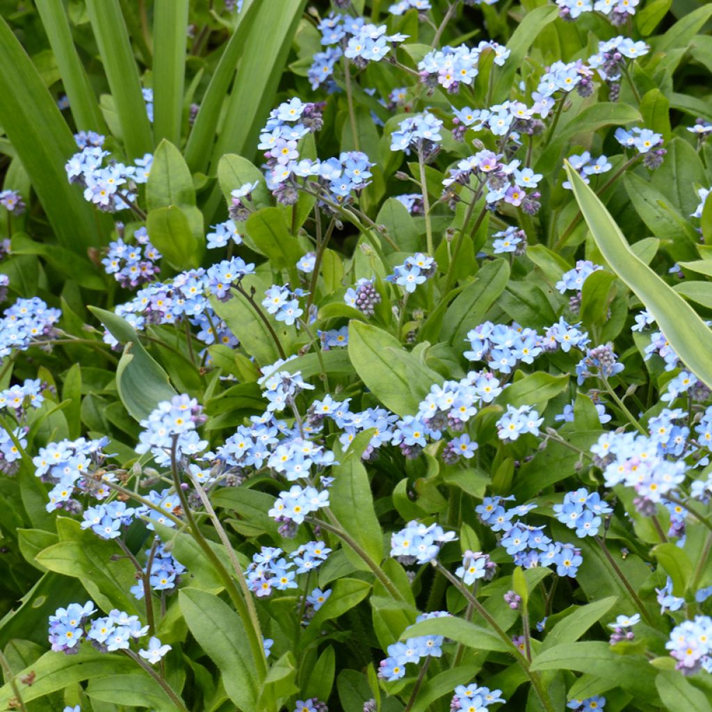 Wald-Vergissmeinnicht Blau (Samen) - Myosotis sylvatica