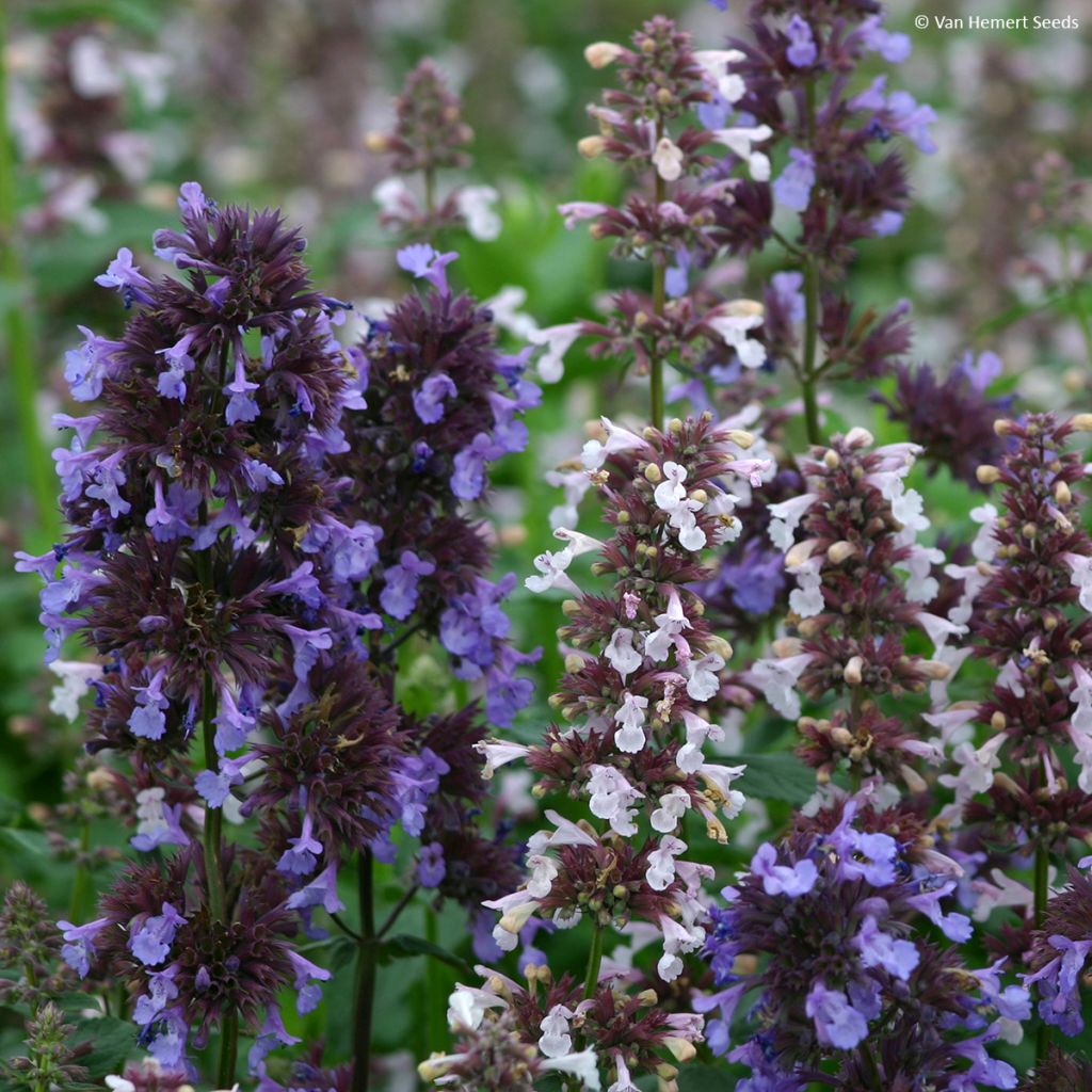 Großblütige Katzenminze Border Ballet (Samen) - Nepeta grandiflora