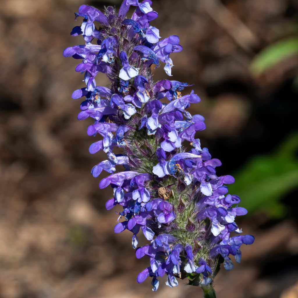 Geaderte Katzenminze Blue Moon (Samen) - Nepeta nervosa