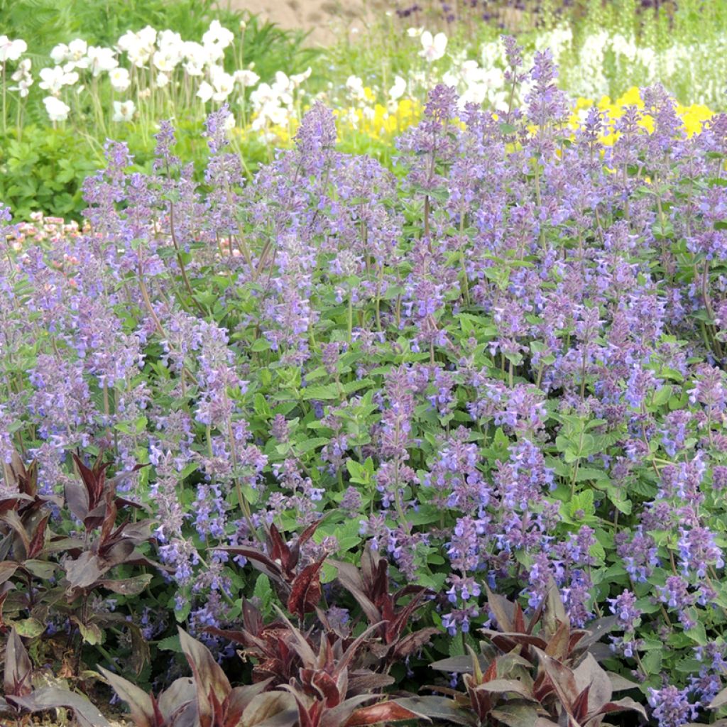 Nepeta racemosa Blau (Samen) - Traubige Katzenminze