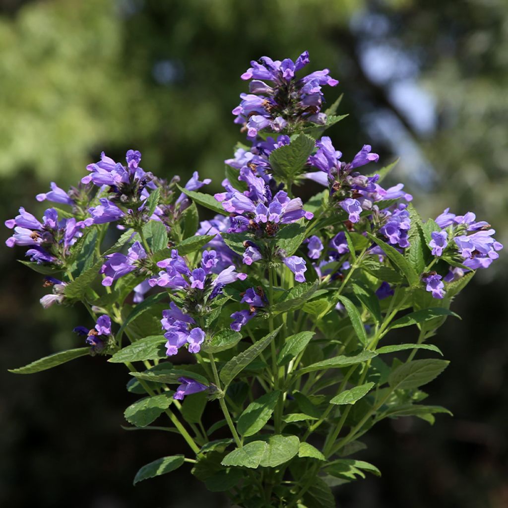 Sitzende Katzenminze Dark Blue Panther (Samen) - Nepeta subsessilis