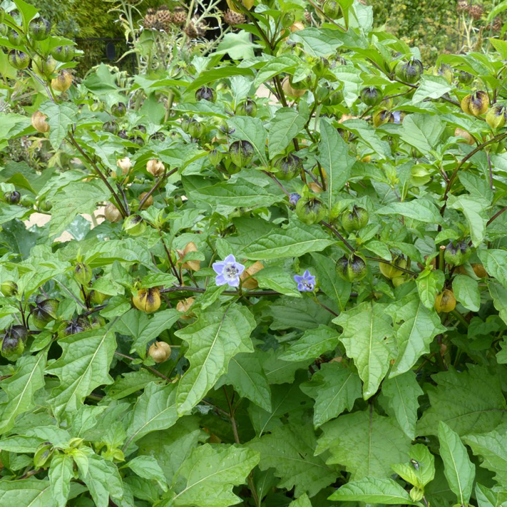 Giftbeere (Samen) - Nicandra physalodes