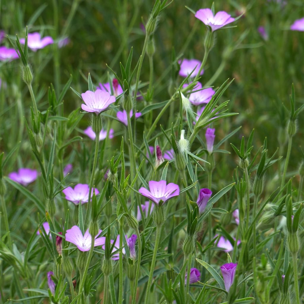 Graines de Nielle des blés - Agrostemma githago