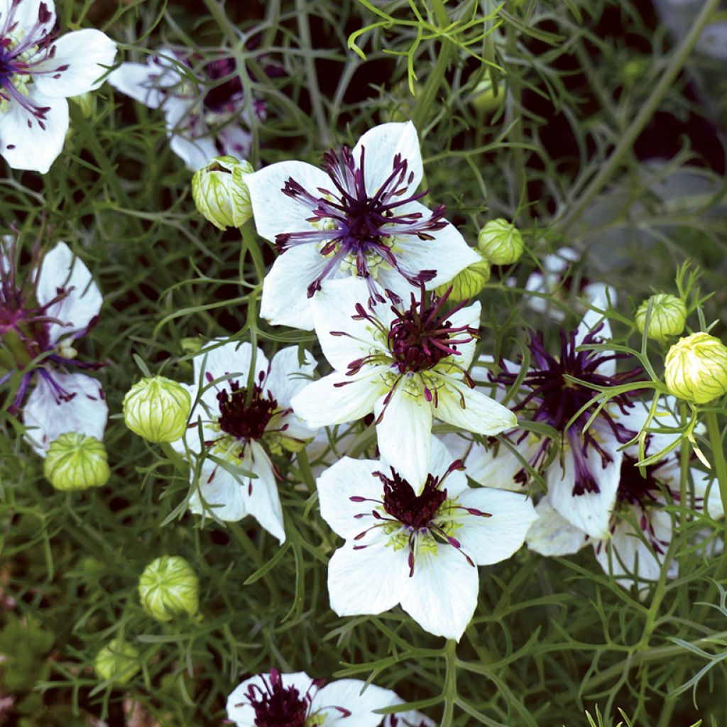 Nigella papillosa African Bride (Samen) - Schwarzkümmel