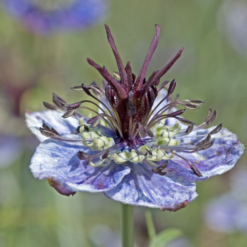 Nigella papillosa Delft Blue (Samen) - Schwarzkümmel