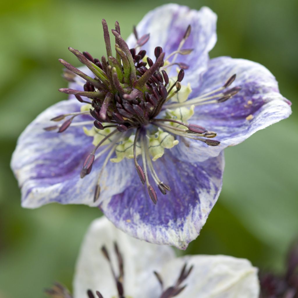 Nigella papillosa Delft Blue (Samen) - Schwarzkümmel