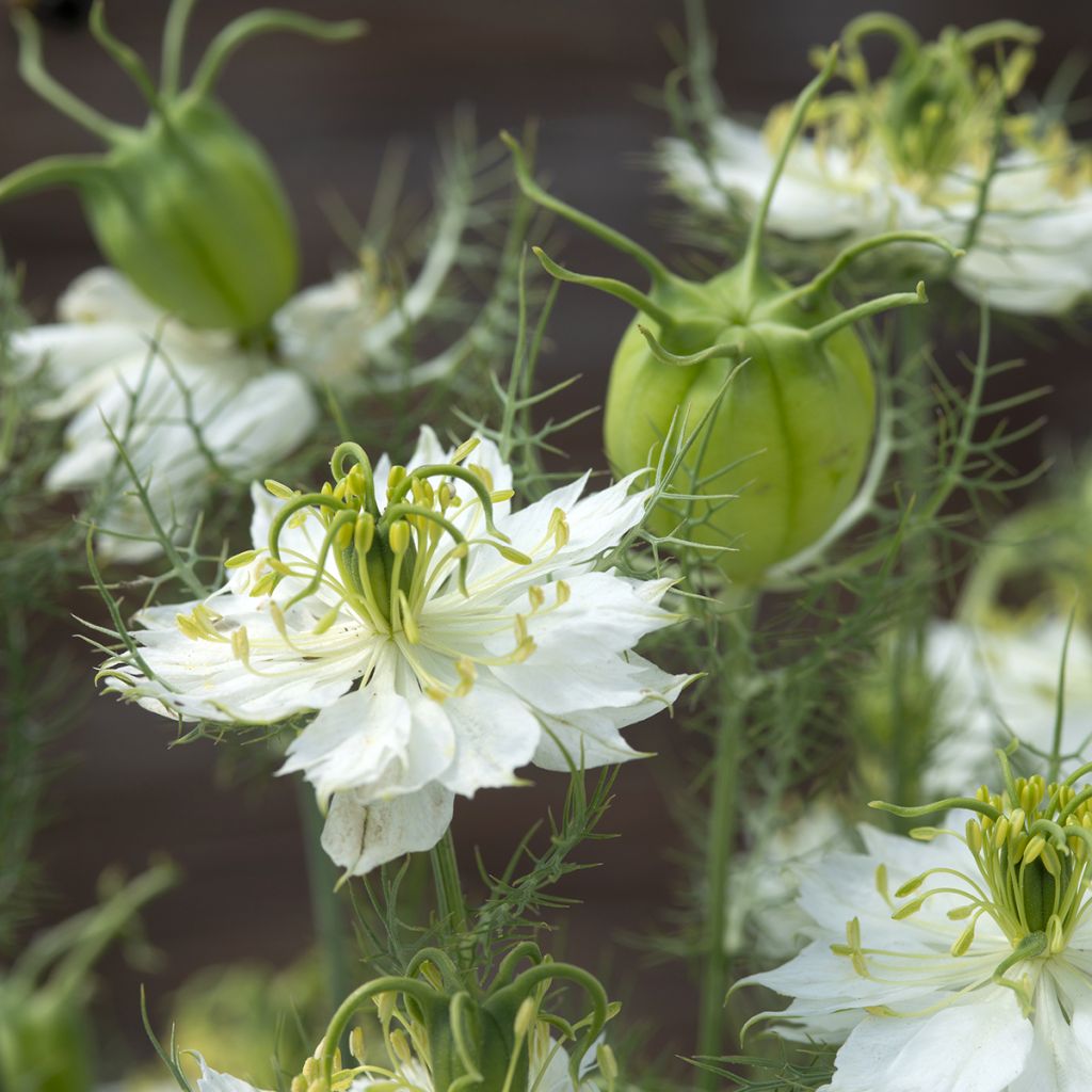 Nigella damascena Blanche à capsule verte (Samen) - Damaszener Schwarzkümmel