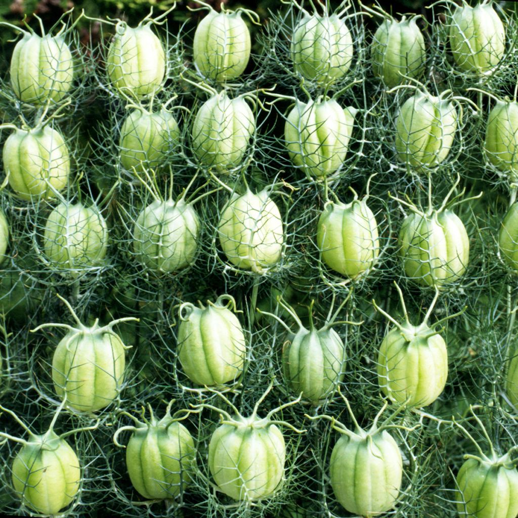 Nigella damascena Blanche à capsule verte (Samen) - Damaszener Schwarzkümmel