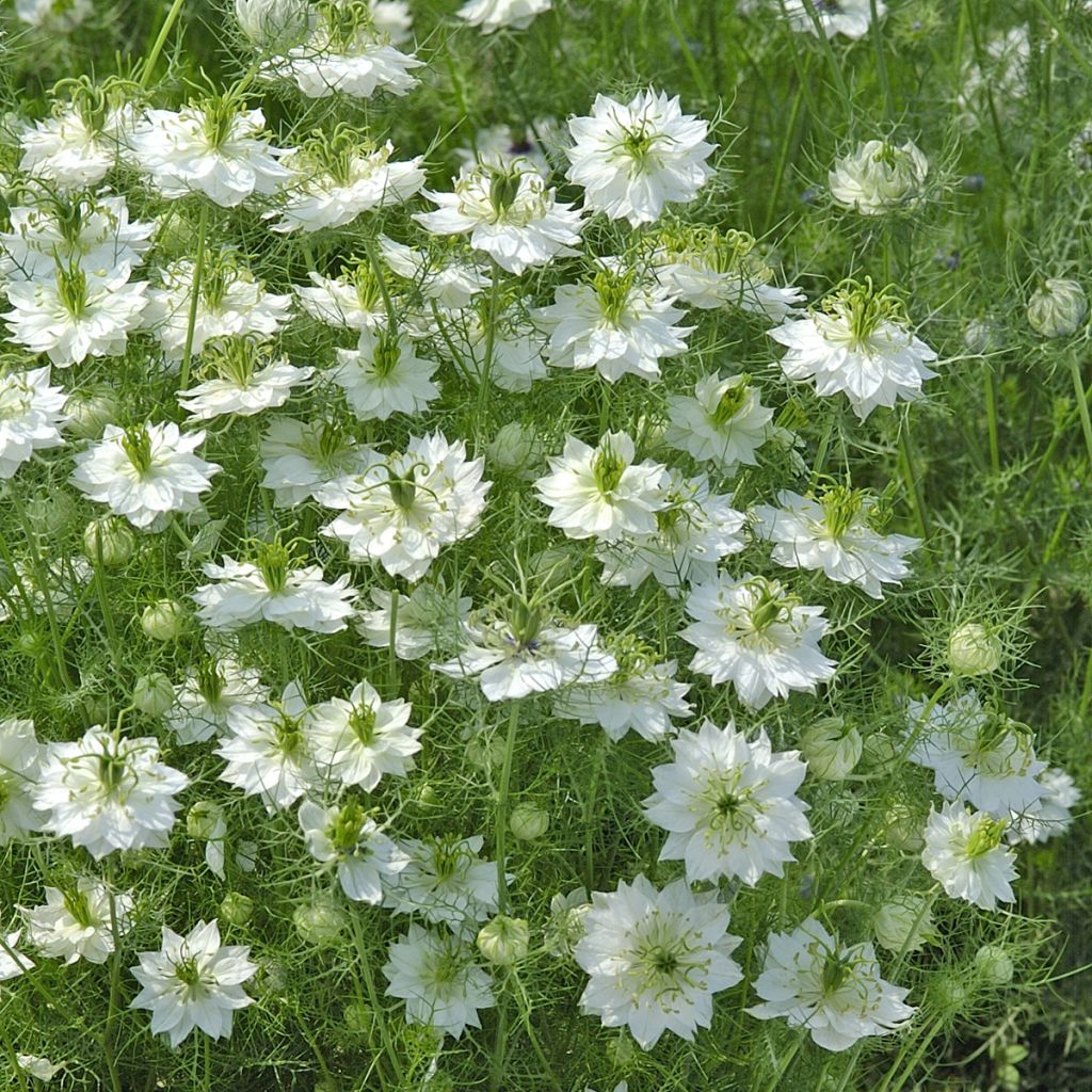 Nigella damascena Blanche à capsule verte (Samen) - Damaszener Schwarzkümmel