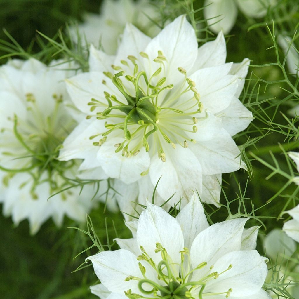 Nigella damascena Blanche à capsule verte (Samen) - Damaszener Schwarzkümmel