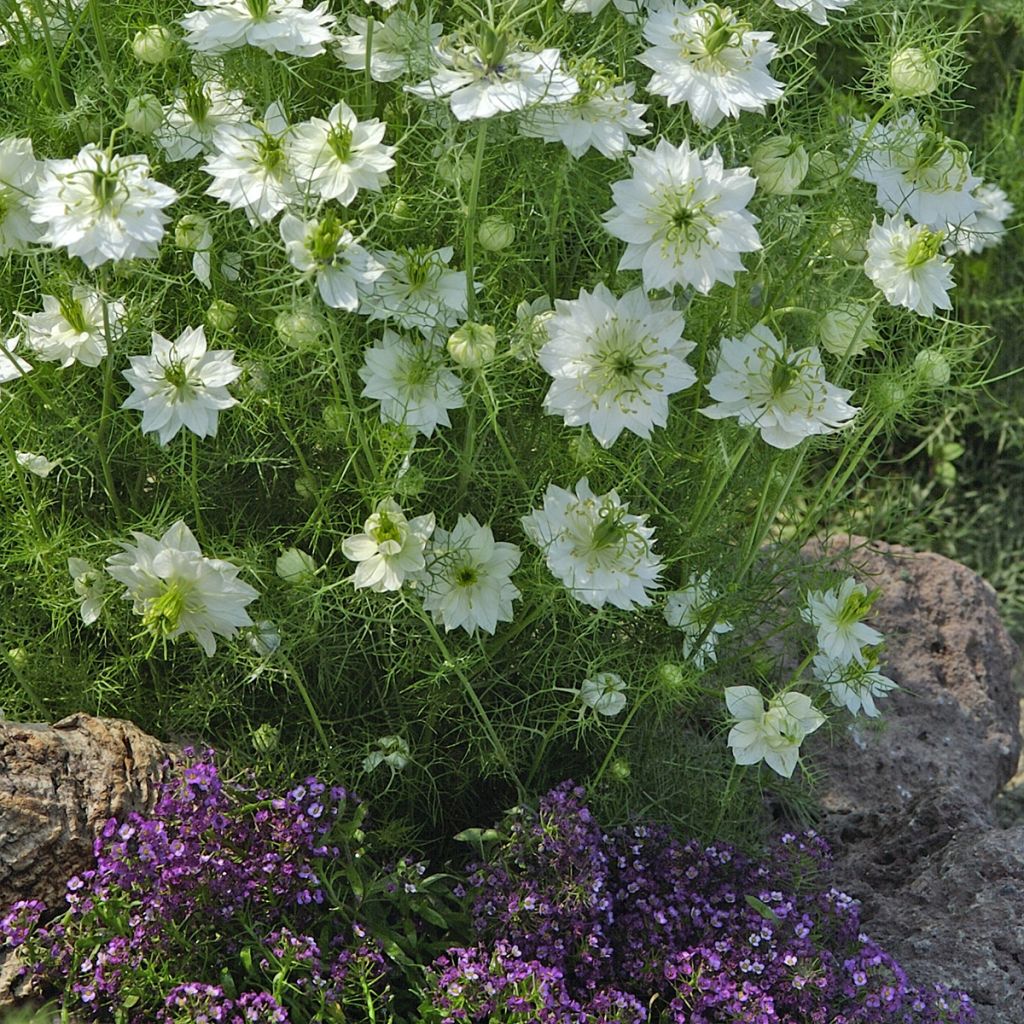 Nigella damascena Blanche à capsule verte (Samen) - Damaszener Schwarzkümmel