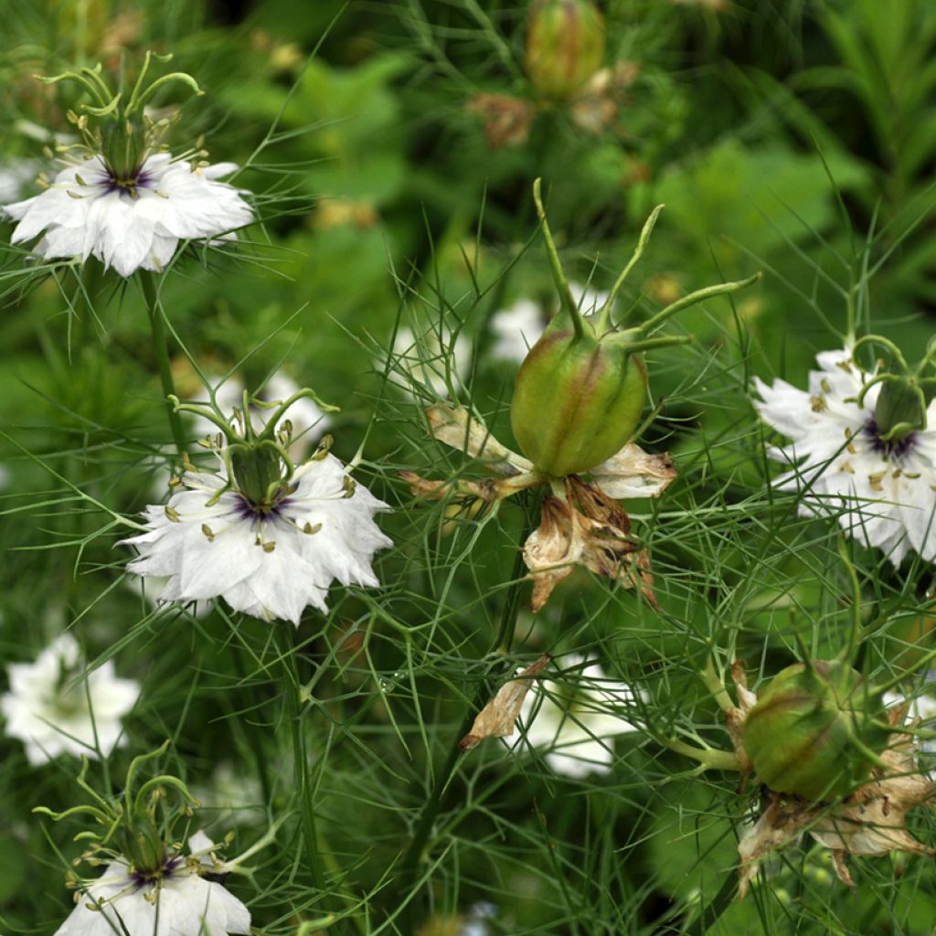 Nigella damascena Albion Green Pod (Samen) - Damaszener Schwarzkümmel