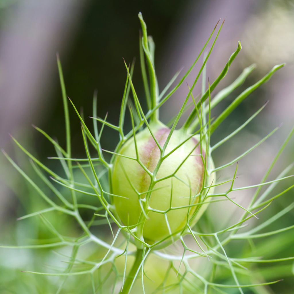 Nigella damascena Albion Green Pod (Samen) - Damaszener Schwarzkümmel