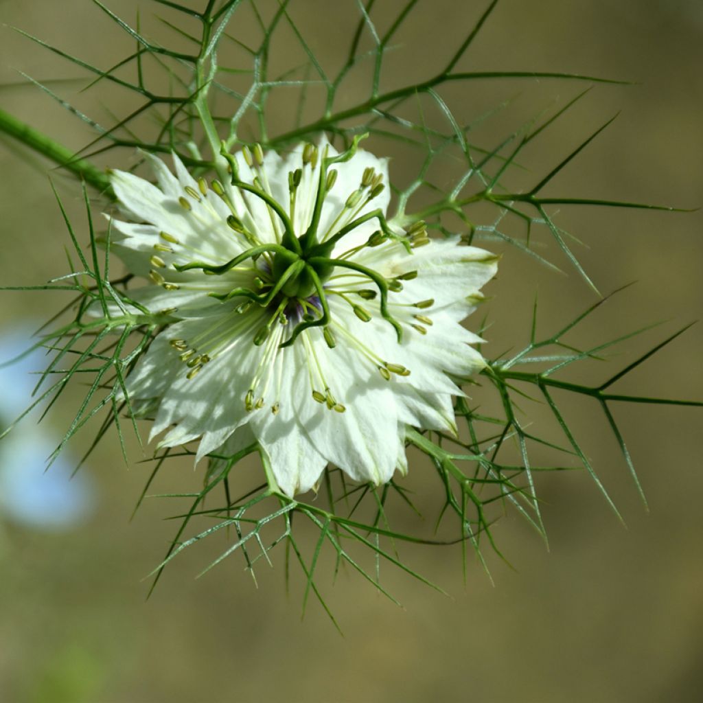 Nigella damascena Albion Green Pod (Samen) - Damaszener Schwarzkümmel