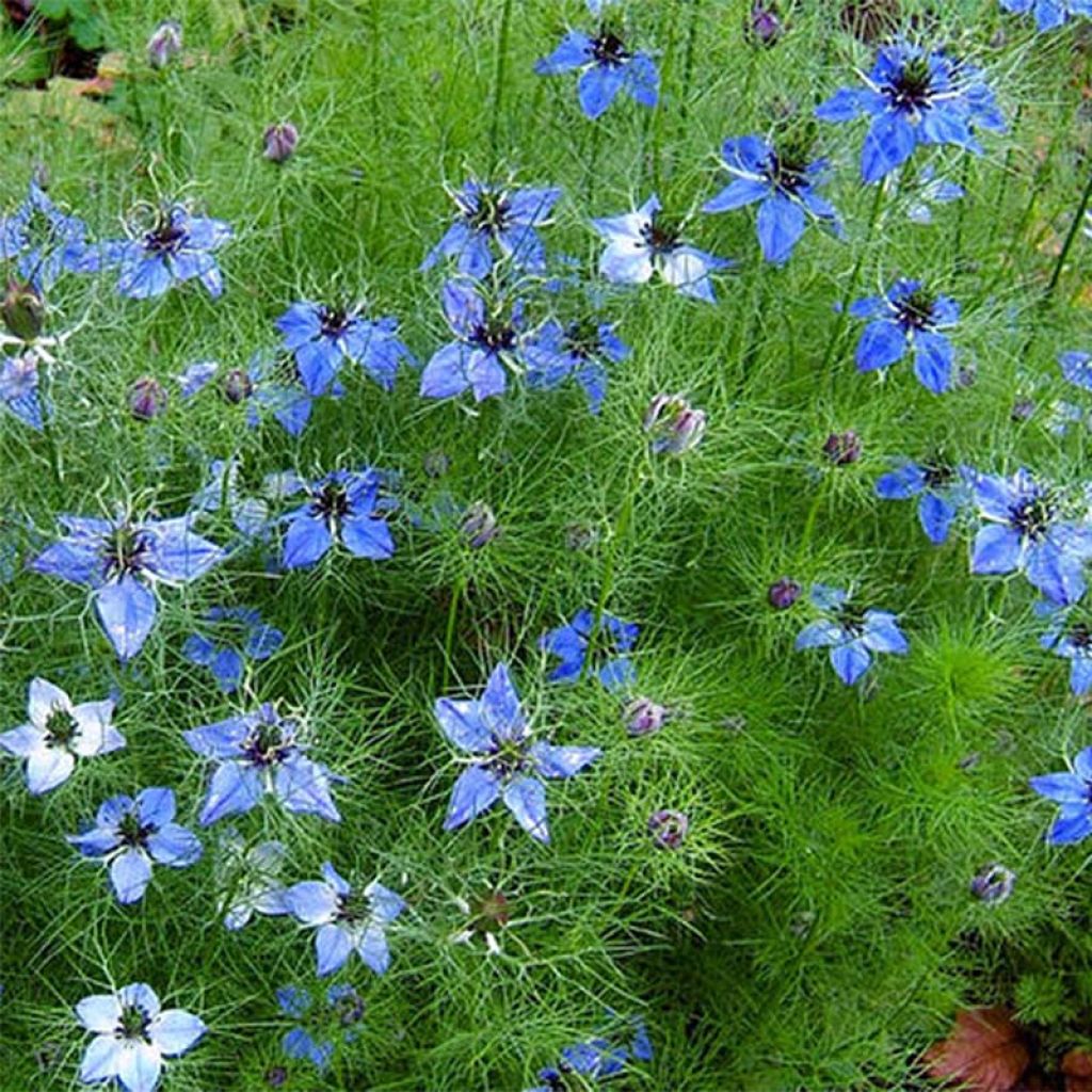 Nigella damascena Miss Jekyll Blue (Samen) - Damaszener Schwarzkümmel