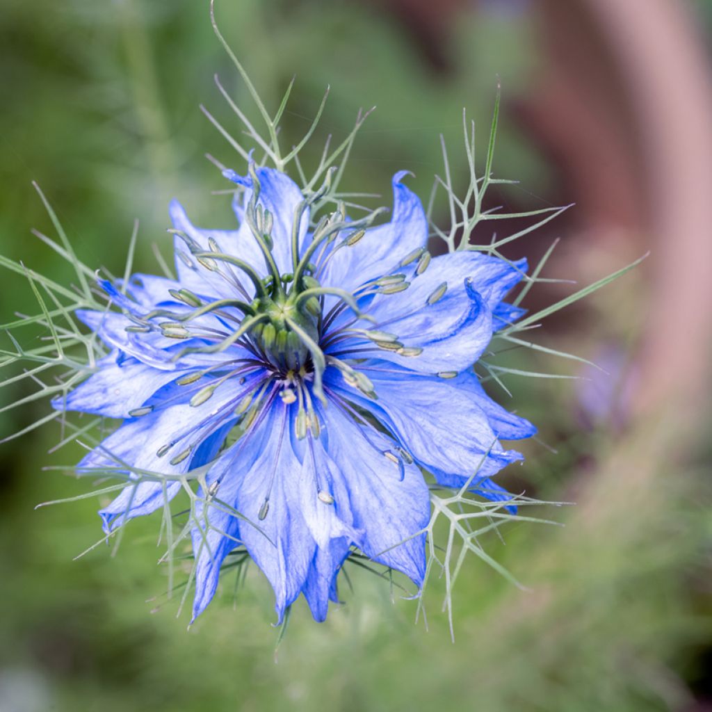 Nigella damascena Miss Jekyll Blue (Samen) - Damaszener Schwarzkümmel