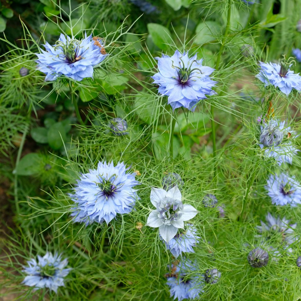 Nigella damascena Miss Jekyll Blue (Samen) - Damaszener Schwarzkümmel