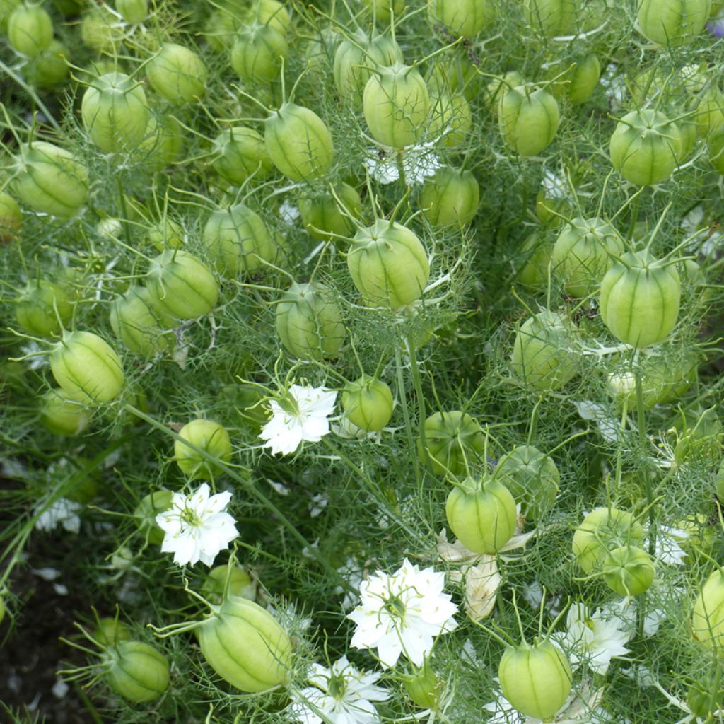 Nigella damascena Mix (Samen) - Damaszener Schwarzkümmel