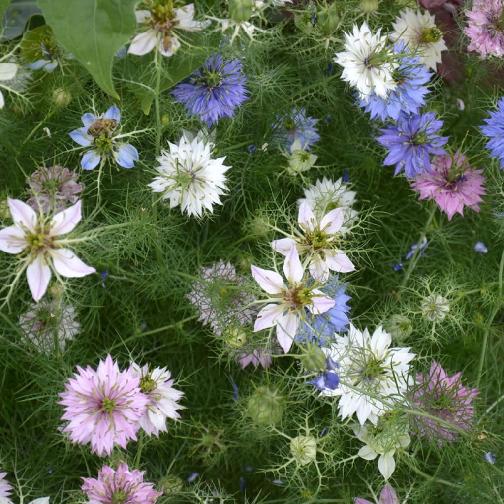 Nigella damascena Mix (Samen) - Damaszener Schwarzkümmel