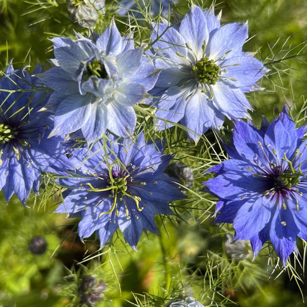 Nigella damascena Moody Blues (Samen) - Damaszener Schwarzkümmel