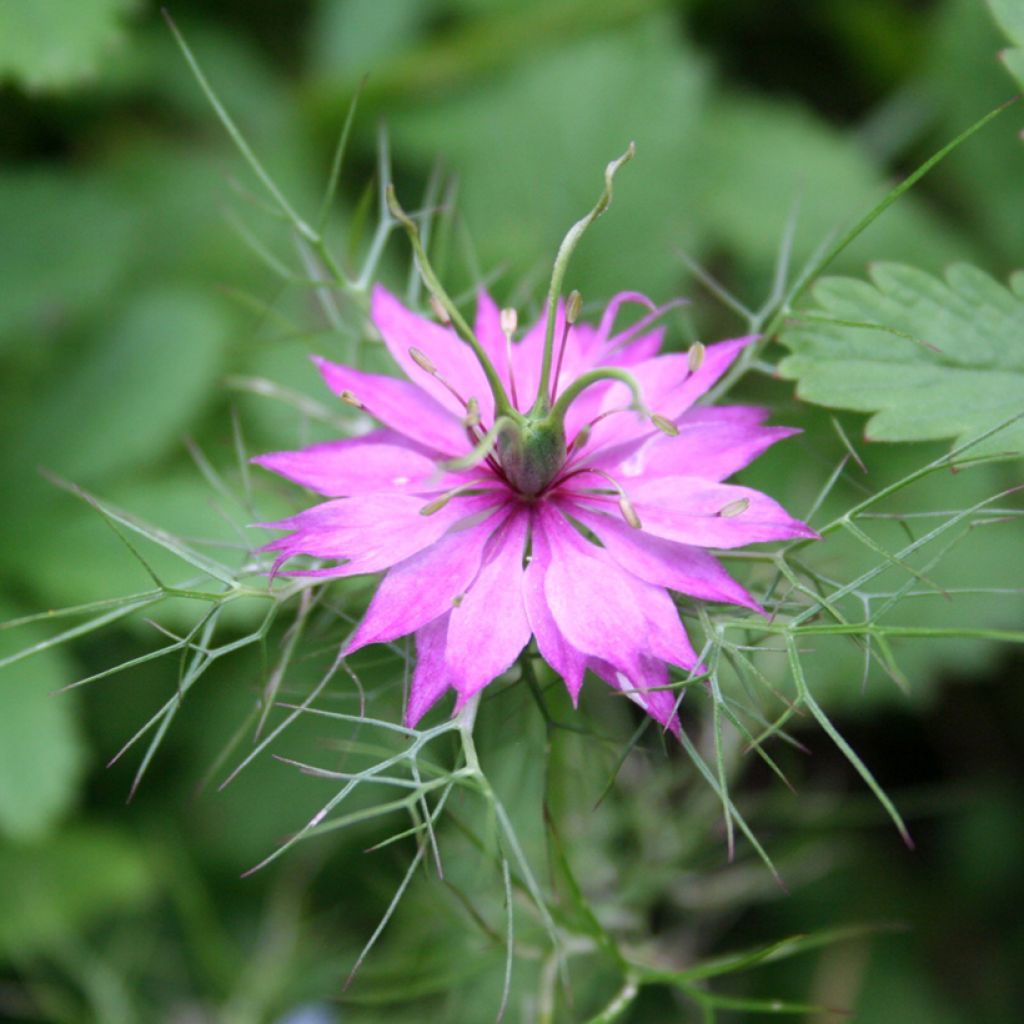 Nigella damascena Persian Rose (Samen) - Damaszener Schwarzkümmel