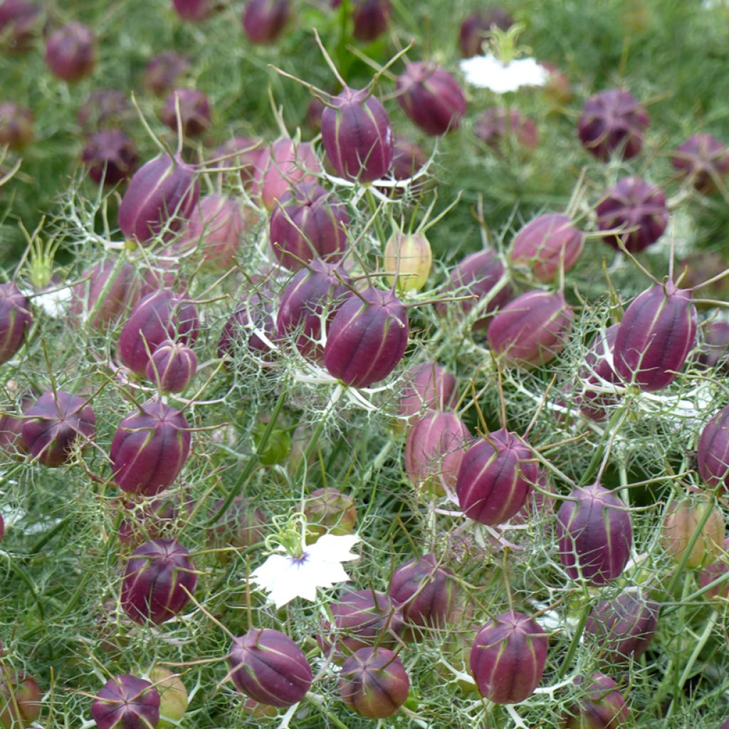 Nigella damascena Blanche à capsule Rouge (Samen) - Damaszener Schwarzkümmel