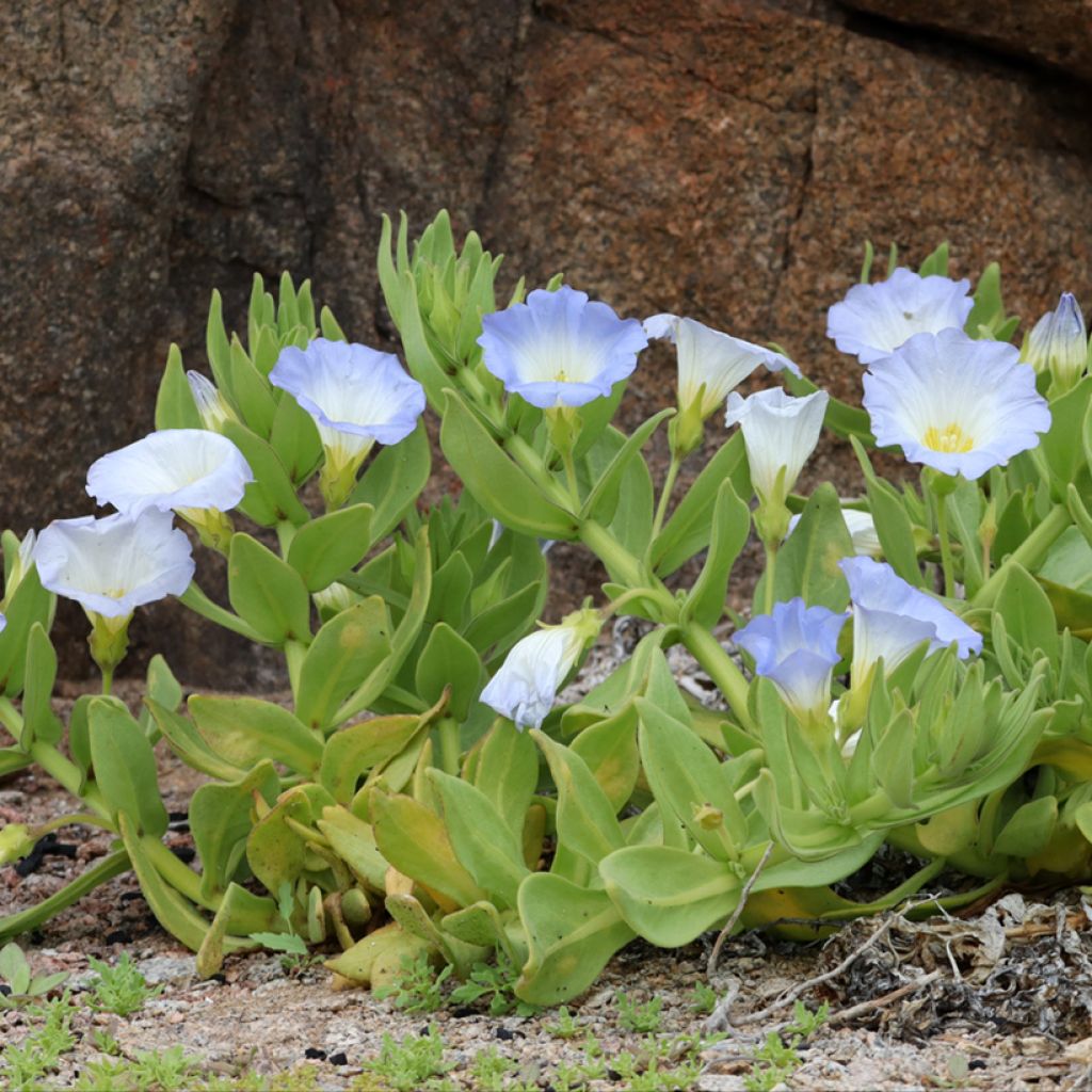 Nolana paradoxa subsp. atriplicifolia (Samen) - Glockenwinde