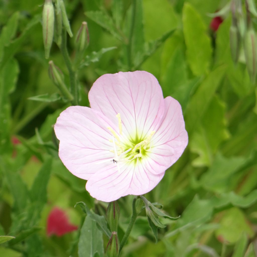 Oenothera speciosa Evening Pink (Samen) - Weiße Nachtkerze