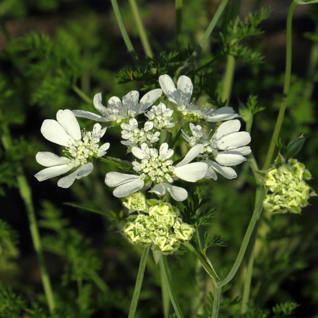 Orlaya grandiflora BIO (Samen) - Strahlen-Breitsame