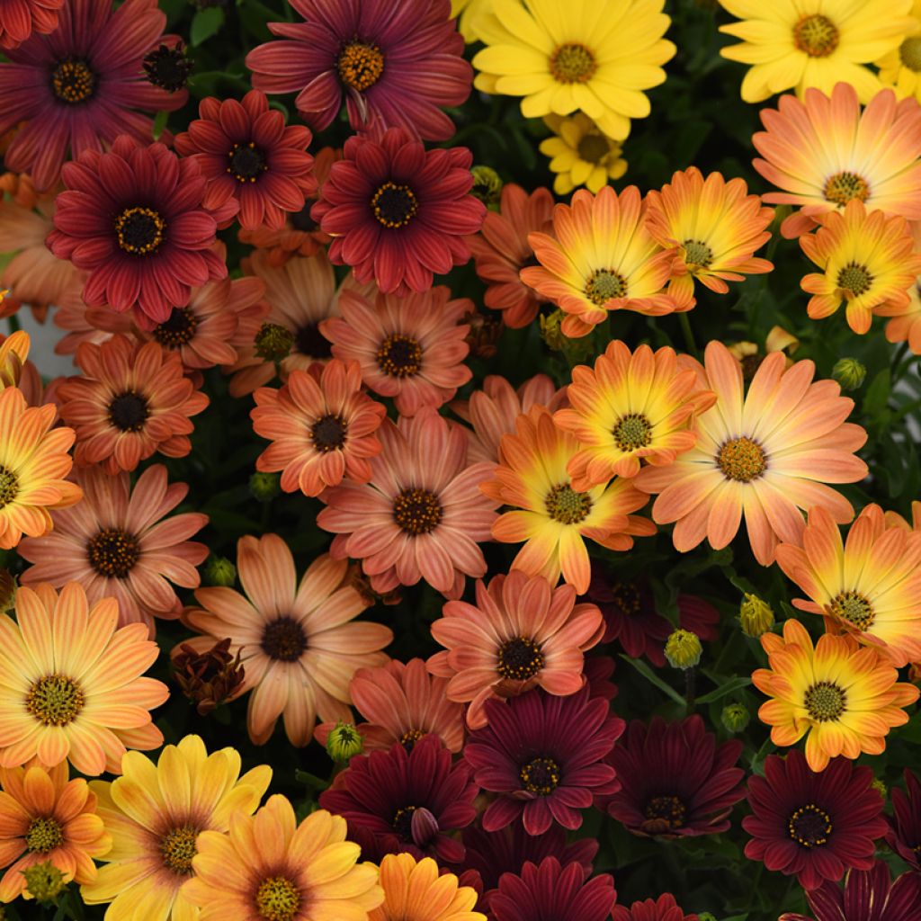 Kapmargerite Akila Sunset Shade - Osteospermum x hybrida