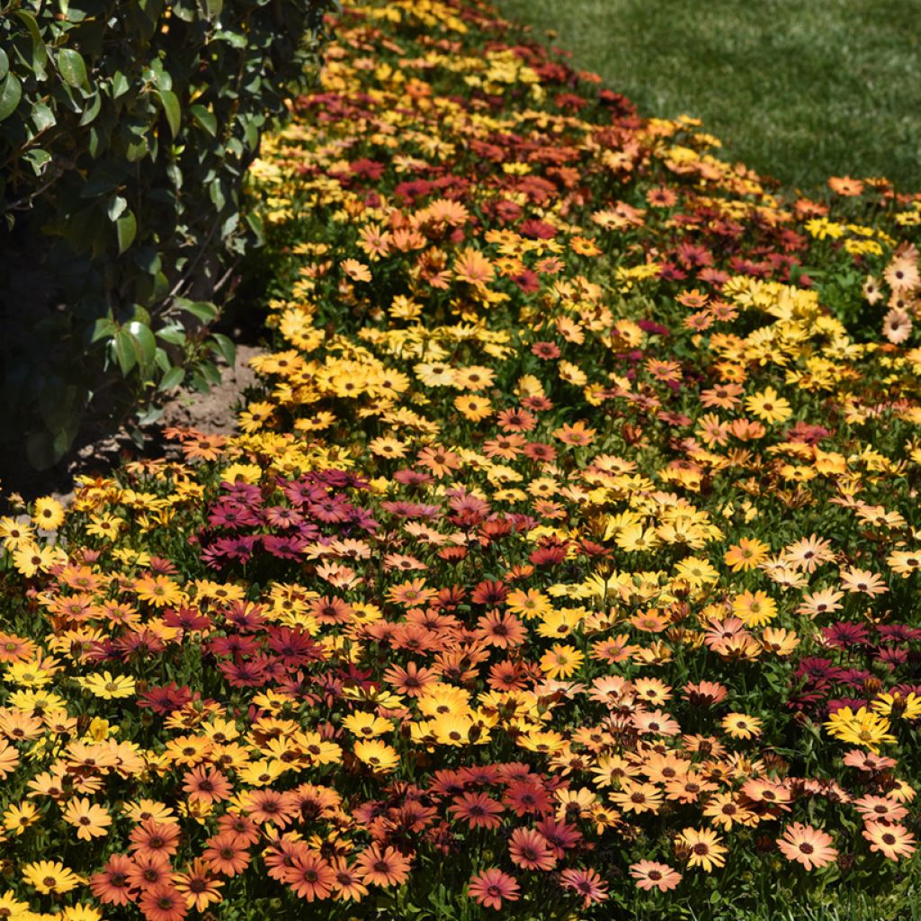 Kapmargerite Akila Sunset Shade - Osteospermum x hybrida