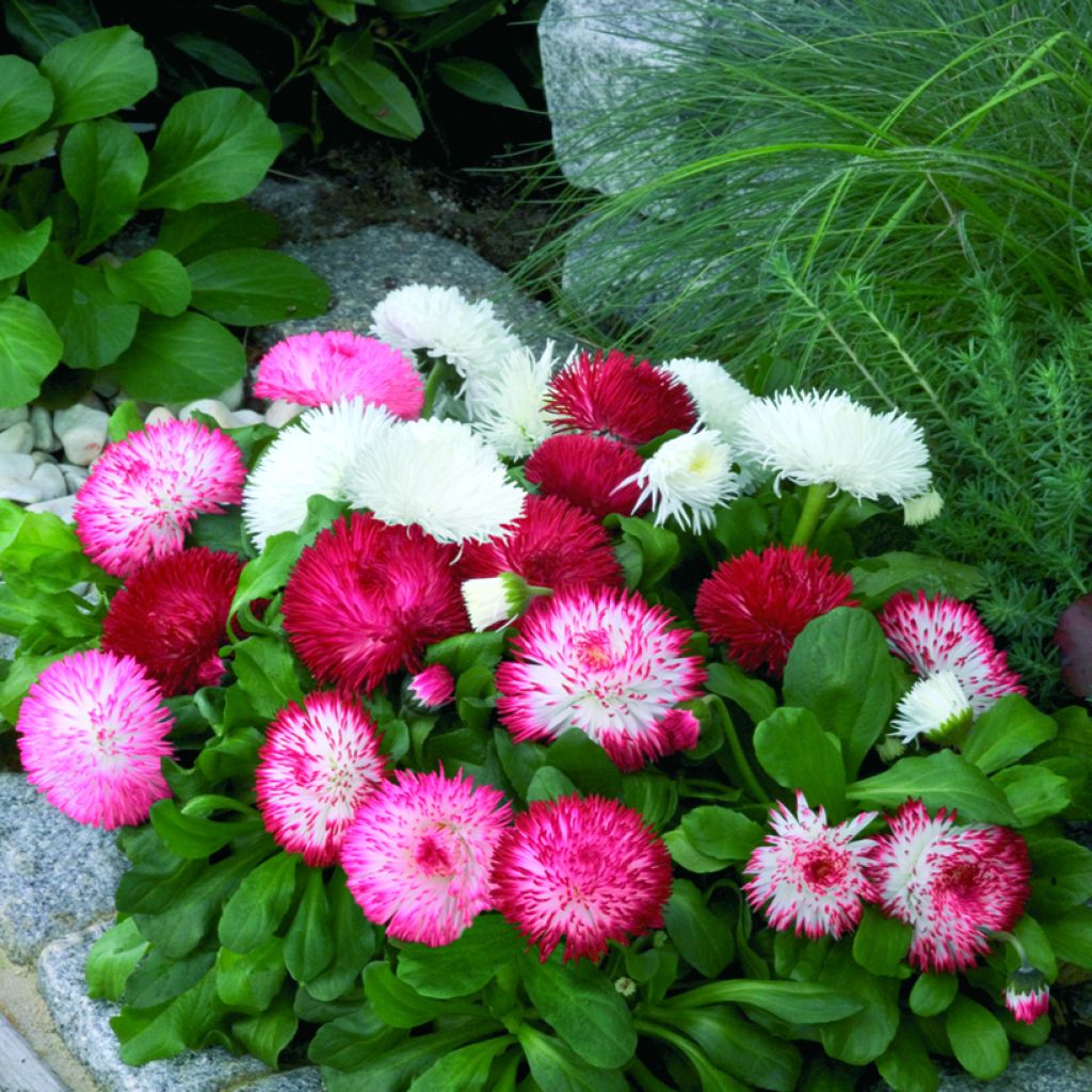 Gänseblümchen Habanera Mix (Pillierte Samen) - Bellis Perennis