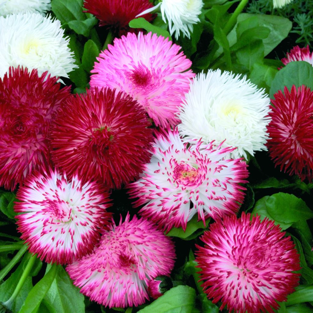 Gänseblümchen Habanera Mix (Pillierte Samen) - Bellis Perennis