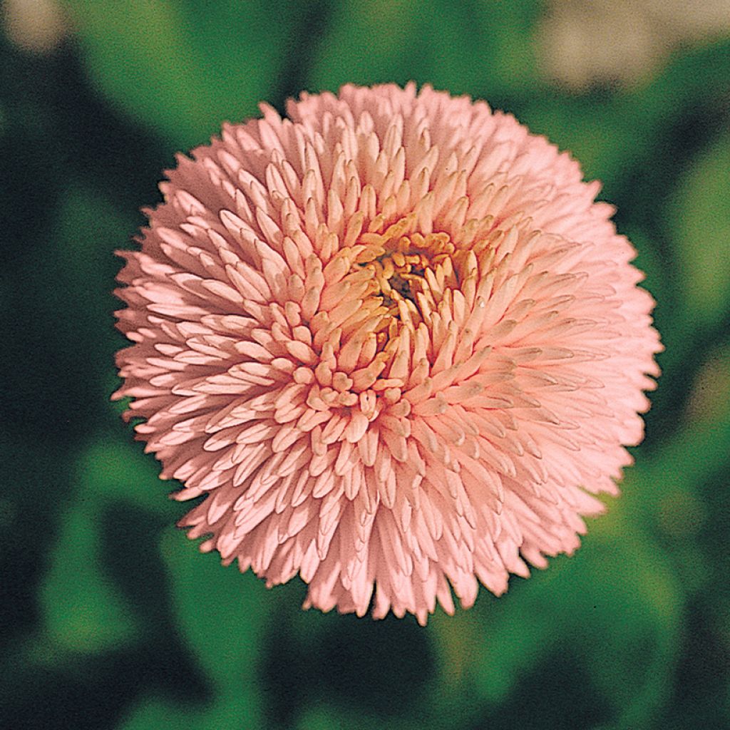 Bellis perennis Robella - Gänseblümchen (samen)