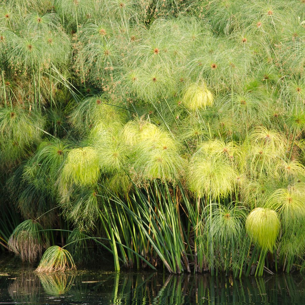 Cyperus papyrus (Samen) - Papyrusstaude